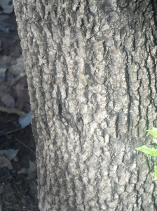 Dogwood tree bark
